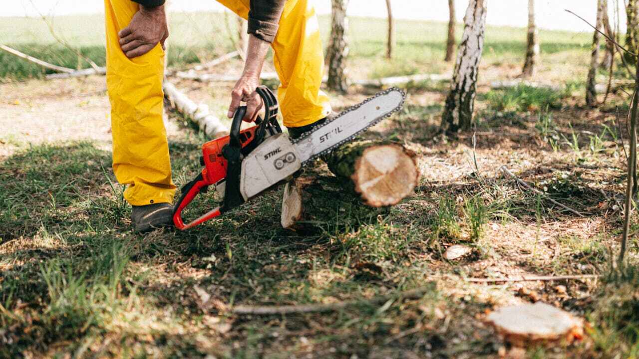 Professional Tree Service in Palmyra, PA